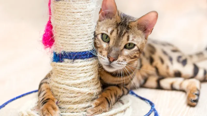 Arranhadores para Gatos: Entenda Por que Eles Precisam!