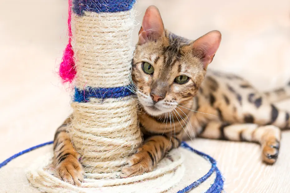 Arranhadores para Gatos: Entenda Por que Eles Precisam!