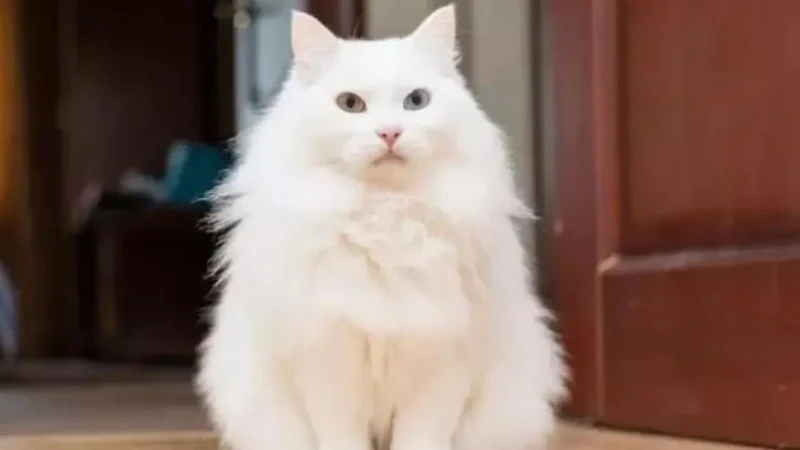 Gato Angorá- Tudo Sobre a Raça