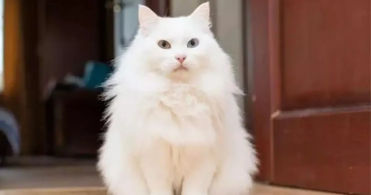 Gato Angorá- Tudo Sobre a Raça
