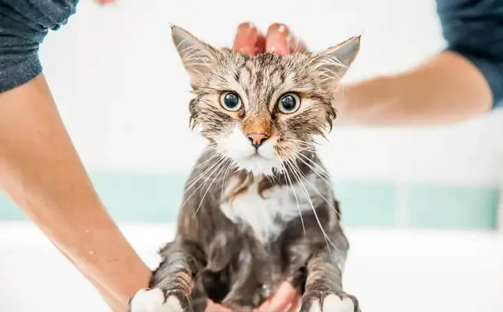 Produtinhos de Higiene para Gatos que não podem faltar