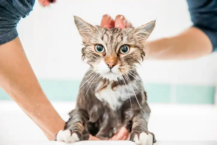 Produtinhos de Higiene para Gatos que não podem faltar