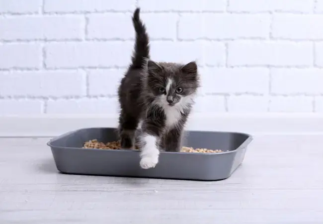 Areia Sanitária para Gatos: 5 Opções para Manter a Casa Limpa