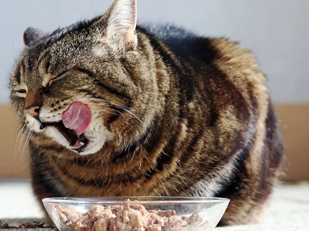 Dietas Caseiras Saudáveis para Gatos: sim, é possível!