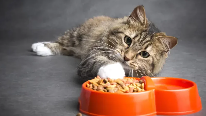 5 Melhores Rações Premium para Gatos