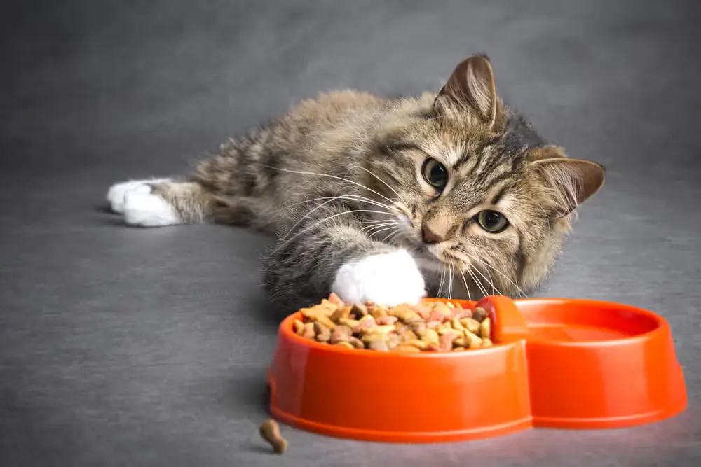 5 Melhores Rações Premium para Gatos