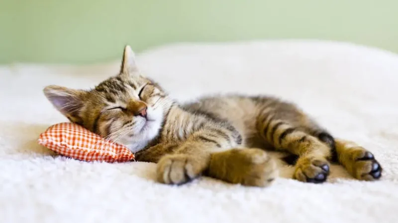 Por Que Gato Dorme Tanto? Entenda o Sono Felino
