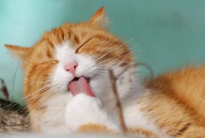 Linguagem Corporal dos Gatos: O Que ele Quer te contar?