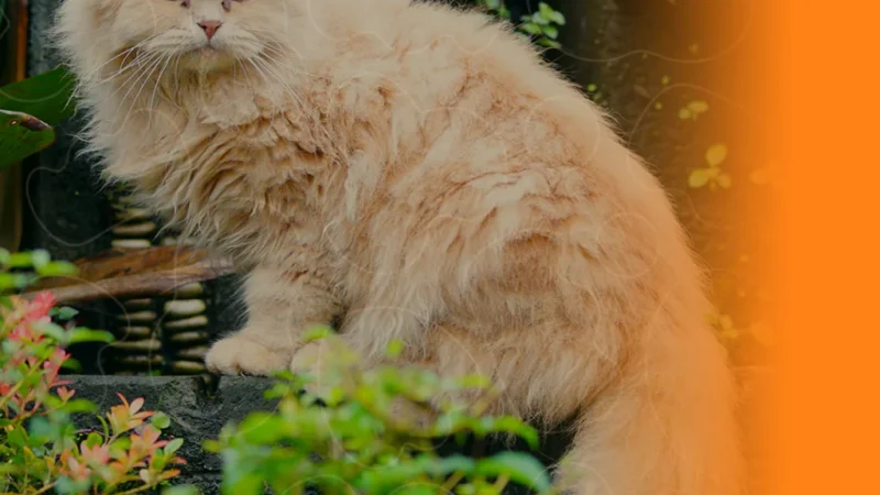 Raça Gato Persa – Um Guia Completo