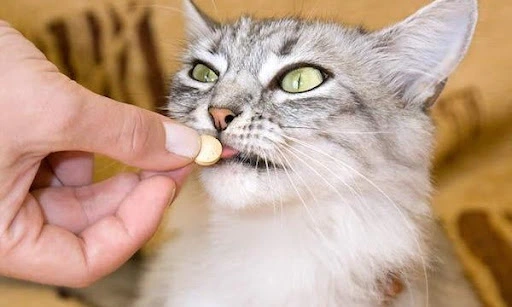 gato remédio: Vermífugos para Gatos