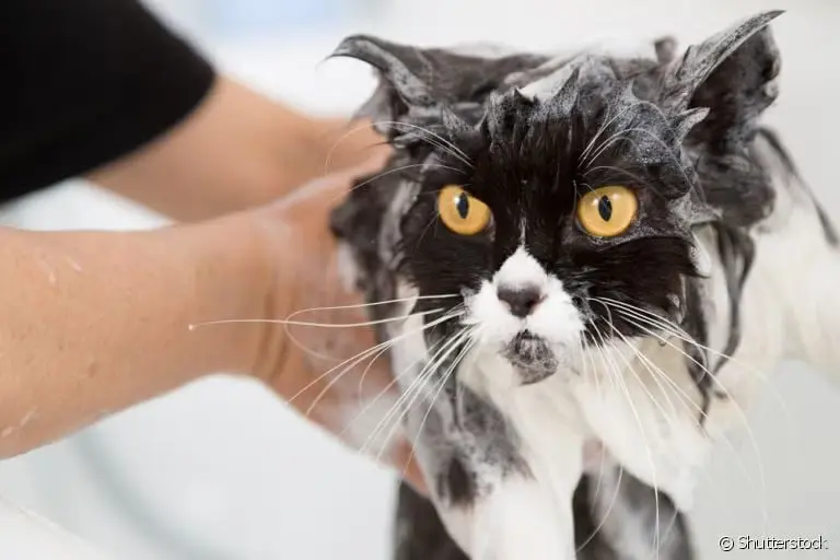 gato shampoo: Shampoos para Gatos