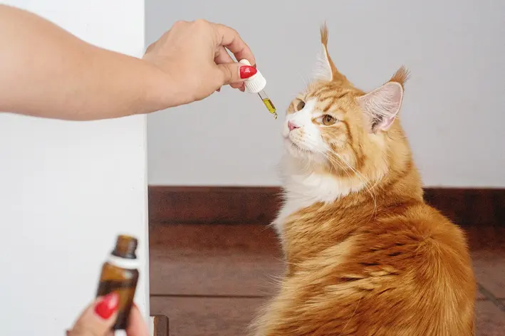 Vermífugos para Gatos: Tudo Que Você Precisa Saber