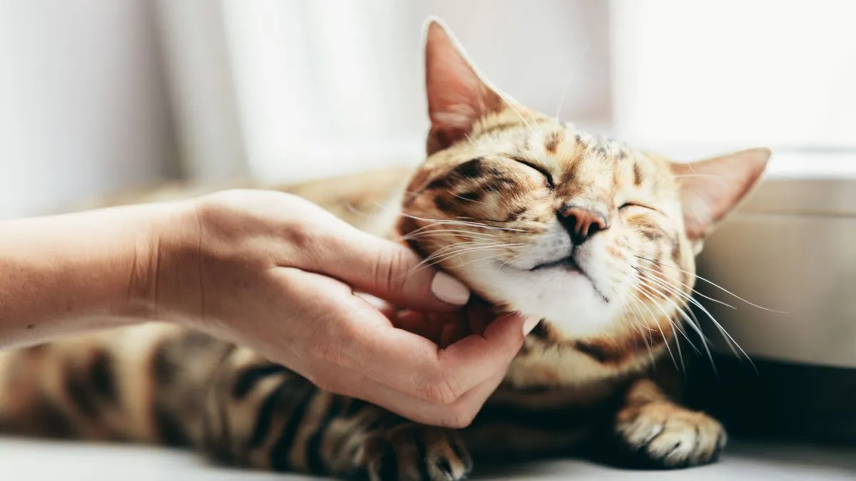 Por Que Gato Ronrona?