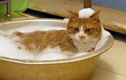 Shampoos para Gatos: você sabe mesmo escolher?